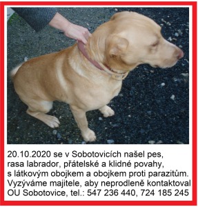 Sobotovice_pes 22.10.2020